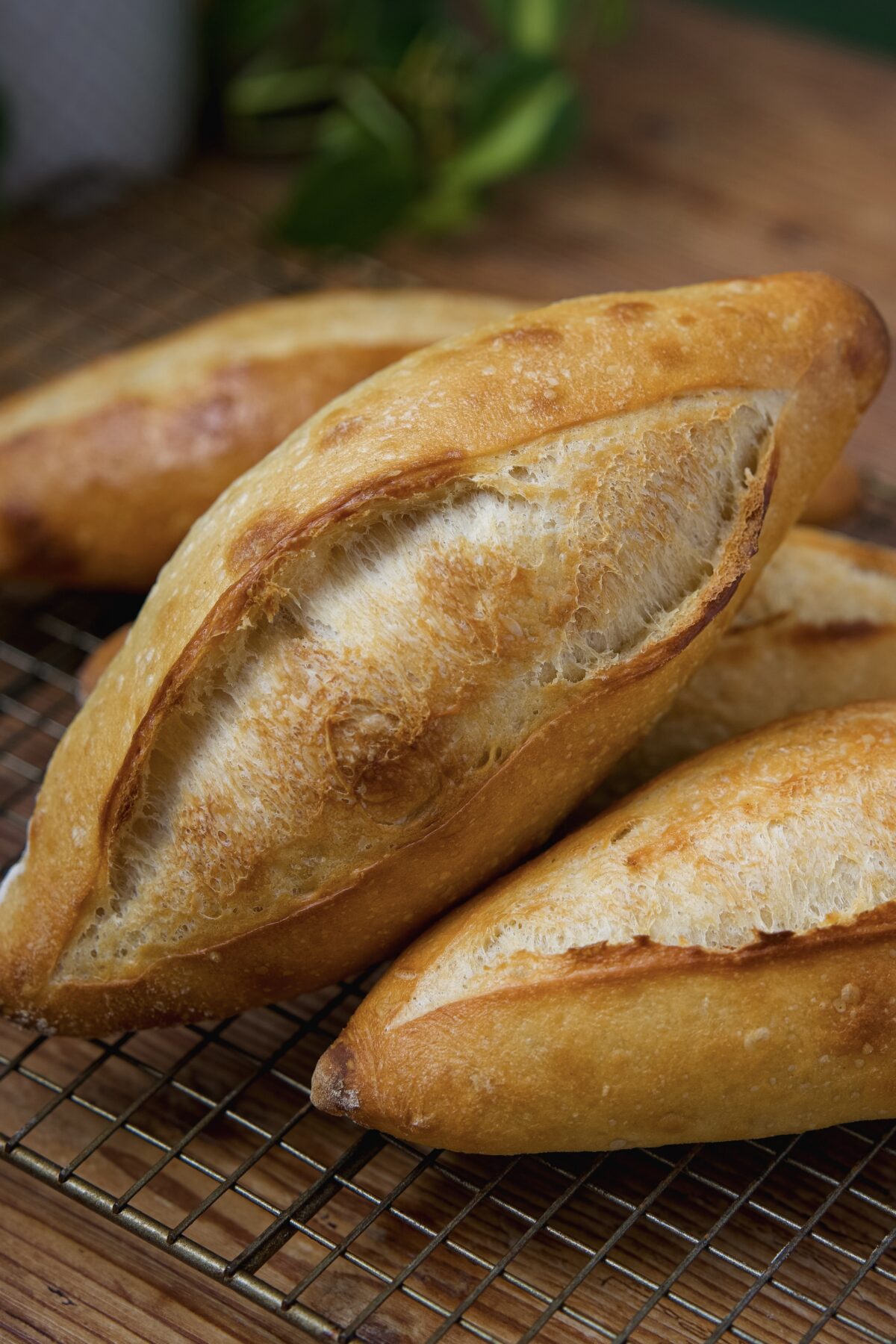 Freshly baked, golden-brown loaves of bread (called birote salado) are nestled on a cooling rack. The bread has a crunchy crust and is surrounded by green foliage in the background, adding a touch of natural decor.