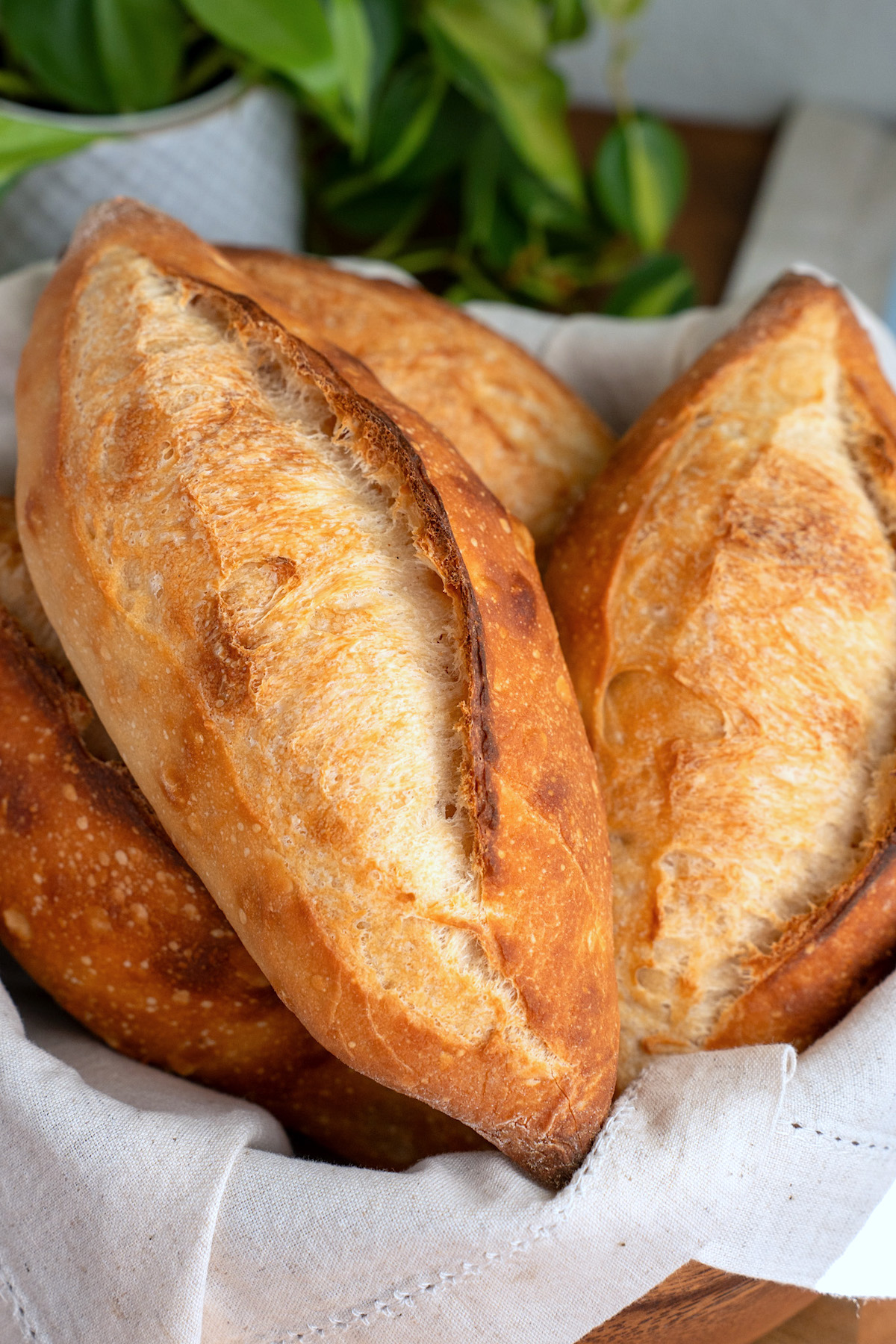 Freshly baked, golden-brown loaves of bread (called birote salado) are nestled in a cloth-lined basket. The bread has a crunchy crust and is surrounded by green foliage in the background, adding a touch of natural decor.